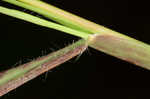 Coastal sandbur